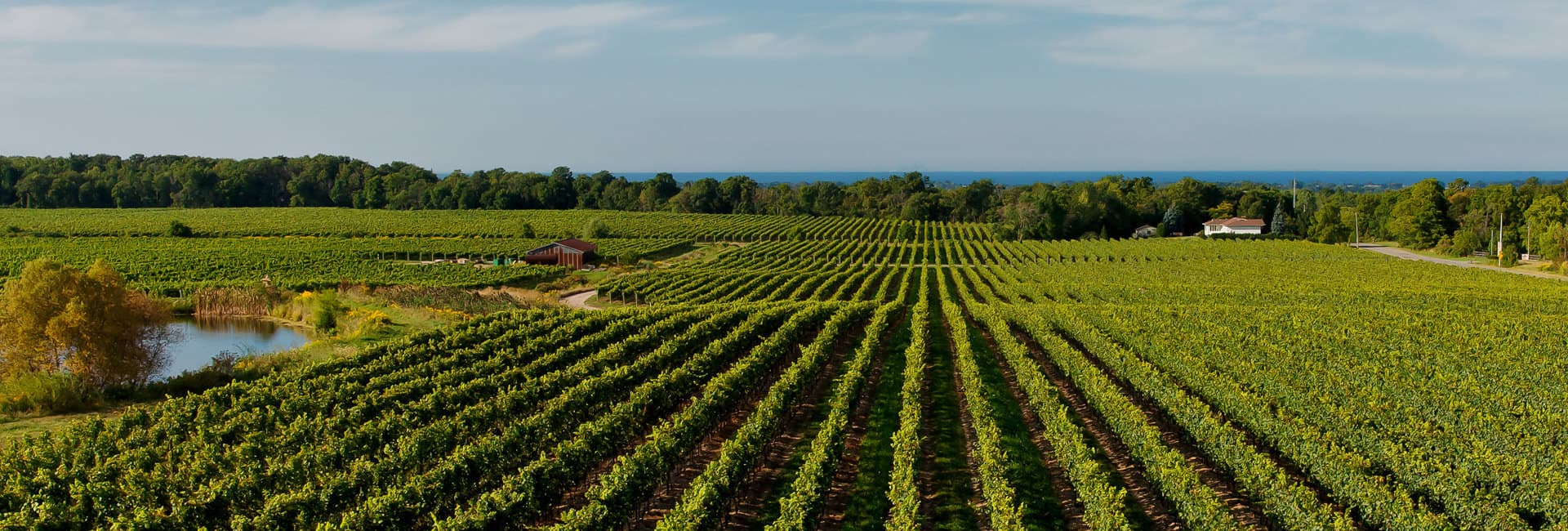 Our Manor Vineyard
