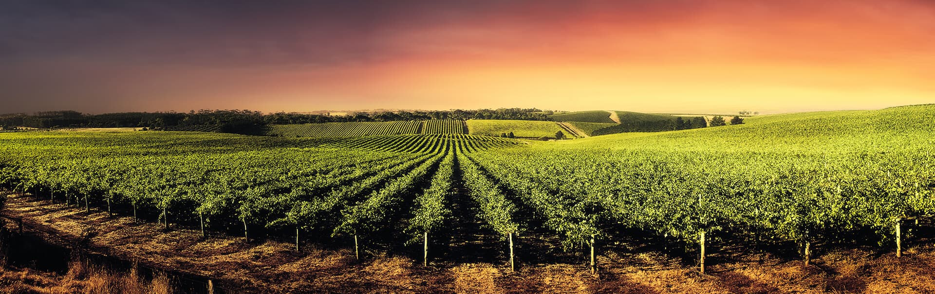 Vineyard Background